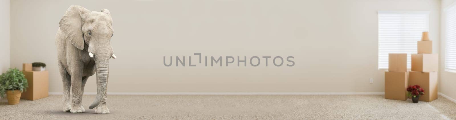 Adult Elephant Standing in Empty Room With Moving Boxes