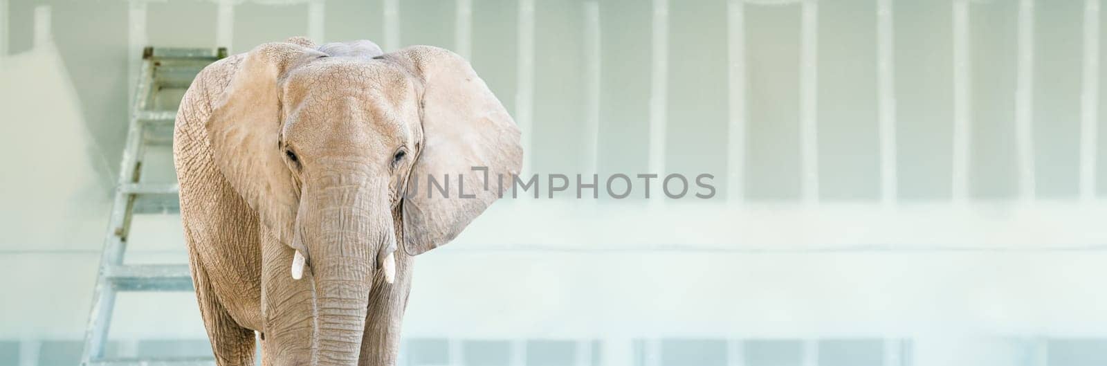 Adult Elephant Standing in Empty Room With New Sheetrock Drywall and Ladder