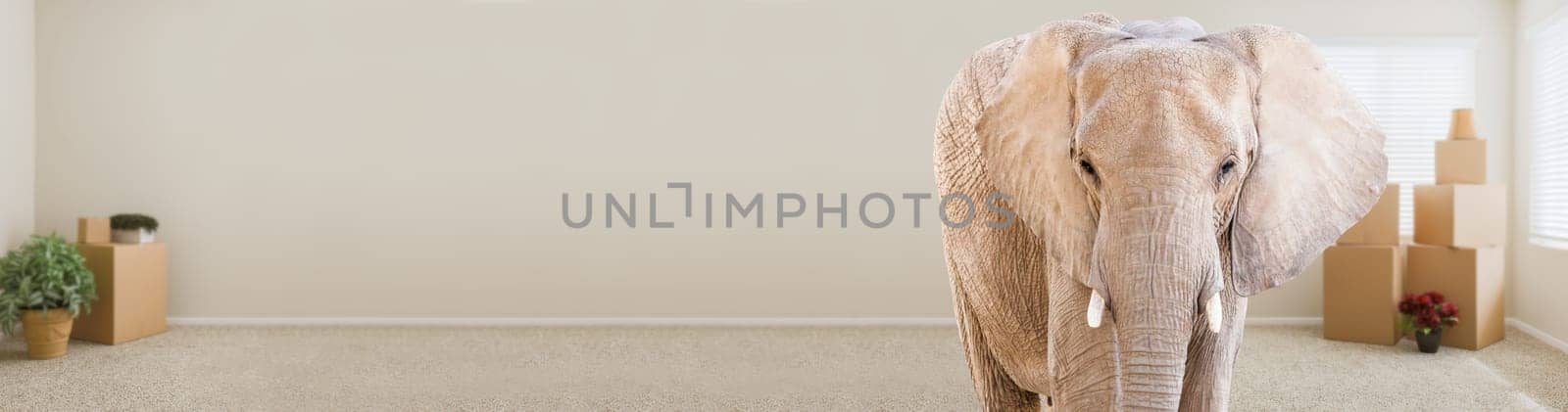 Adult Elephant Standing in Empty Room With Moving Boxes