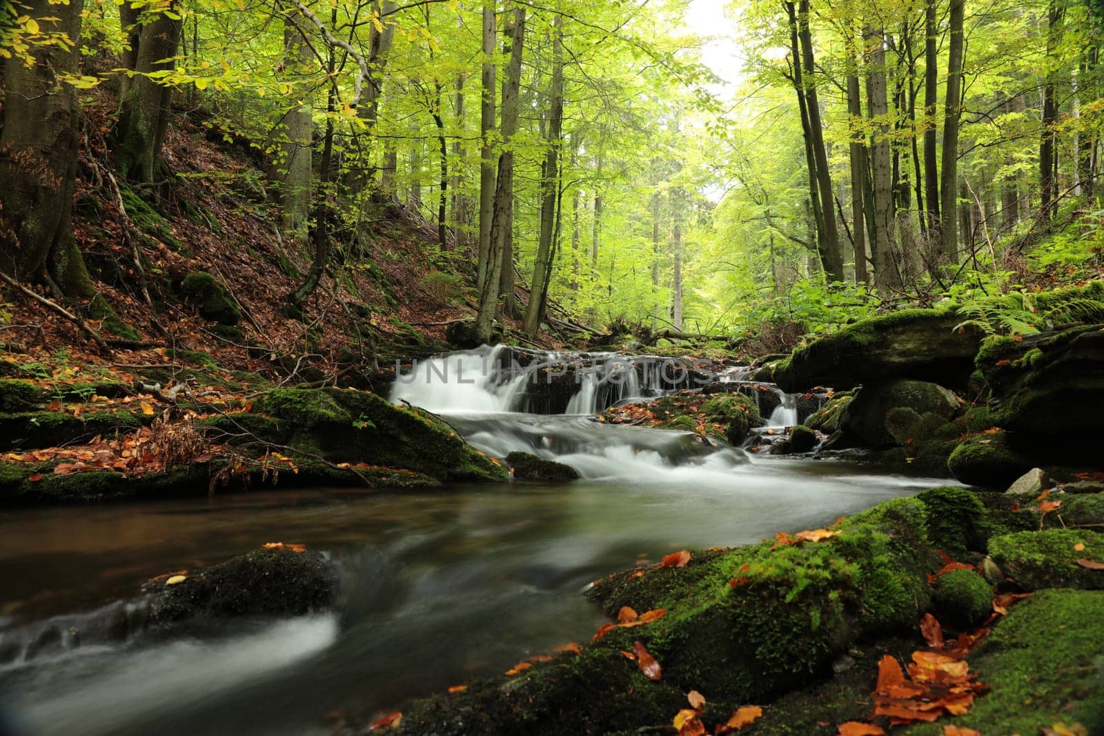 Forest stream flowing down from the mountains