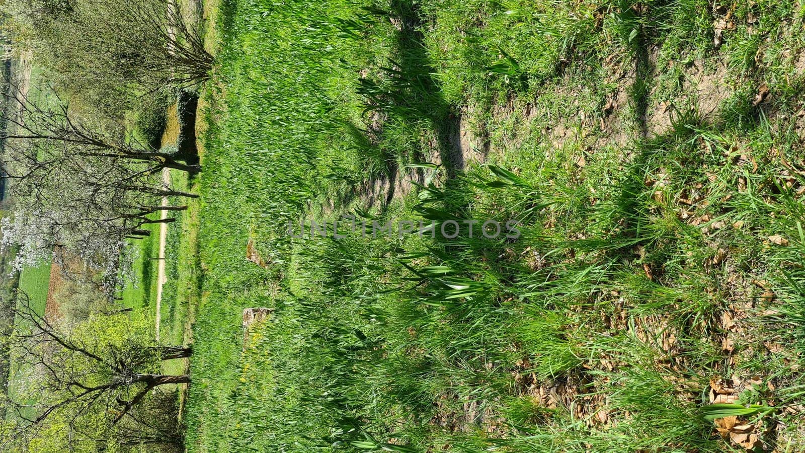 Old vineyards in Rosport in the Moselle Valley on the border between Luxembourg and Germany