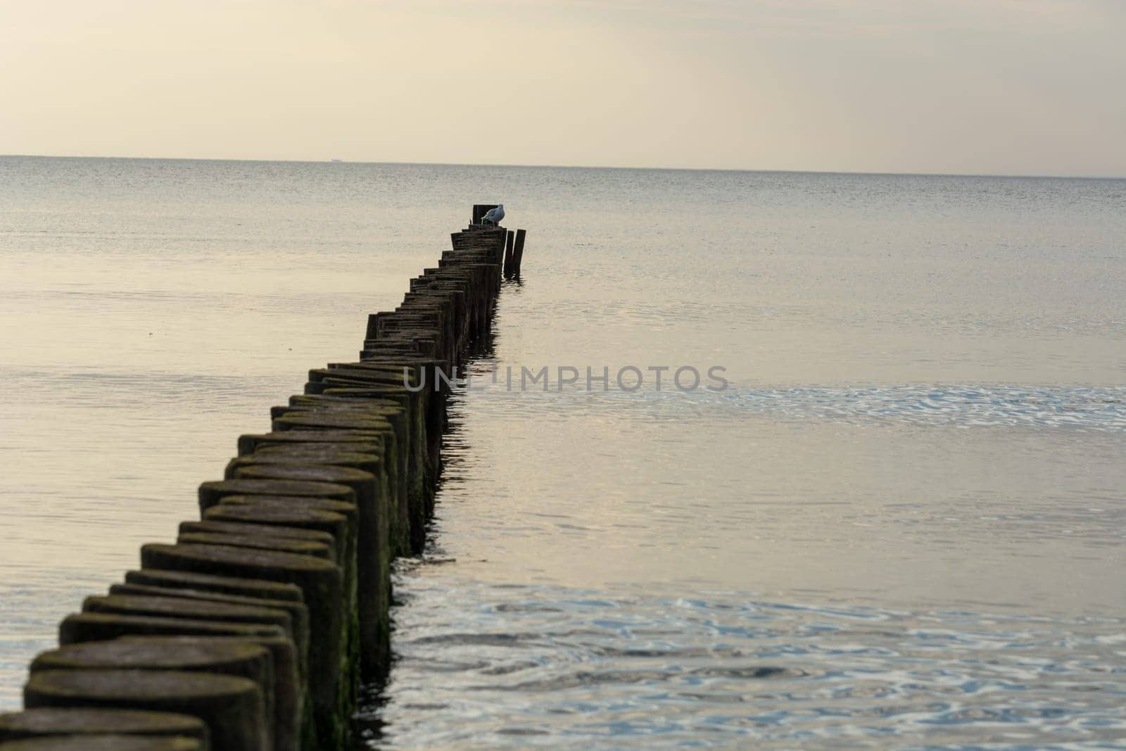 White gulls standing on a wooden breakwater. a row of logs driven into the sea floor. Birds are watching what is happening. Gulls rest on the breakwater. The sea wave moves along the breakwater.