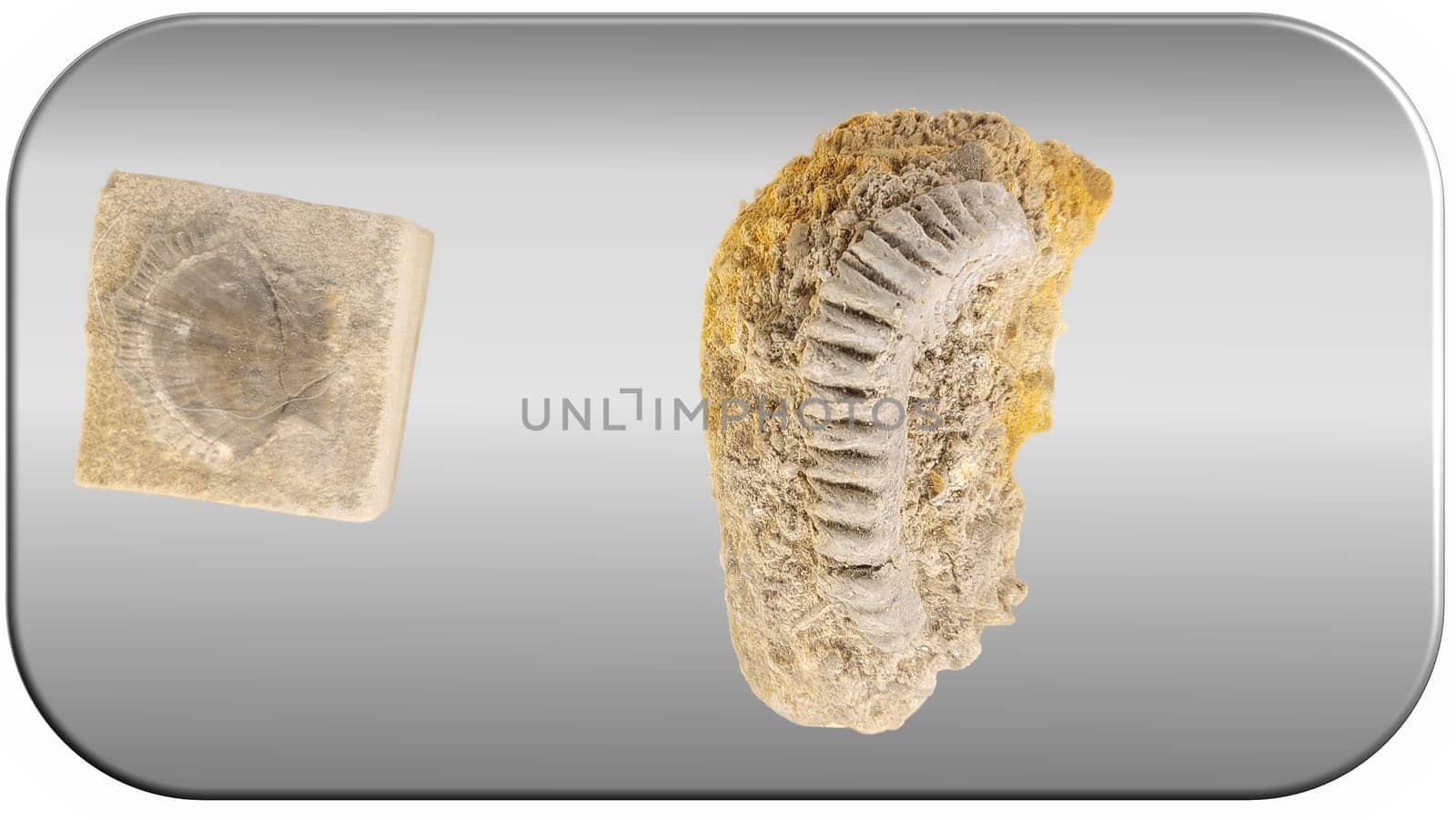Fossil Archaeological Fossil Dig Kit. Dinosaur dino foot sea animal fish skeleton plant shell. Ancient stone. Evolution rock prehistoric art. Paleontology history vintage dinosaurs icon set