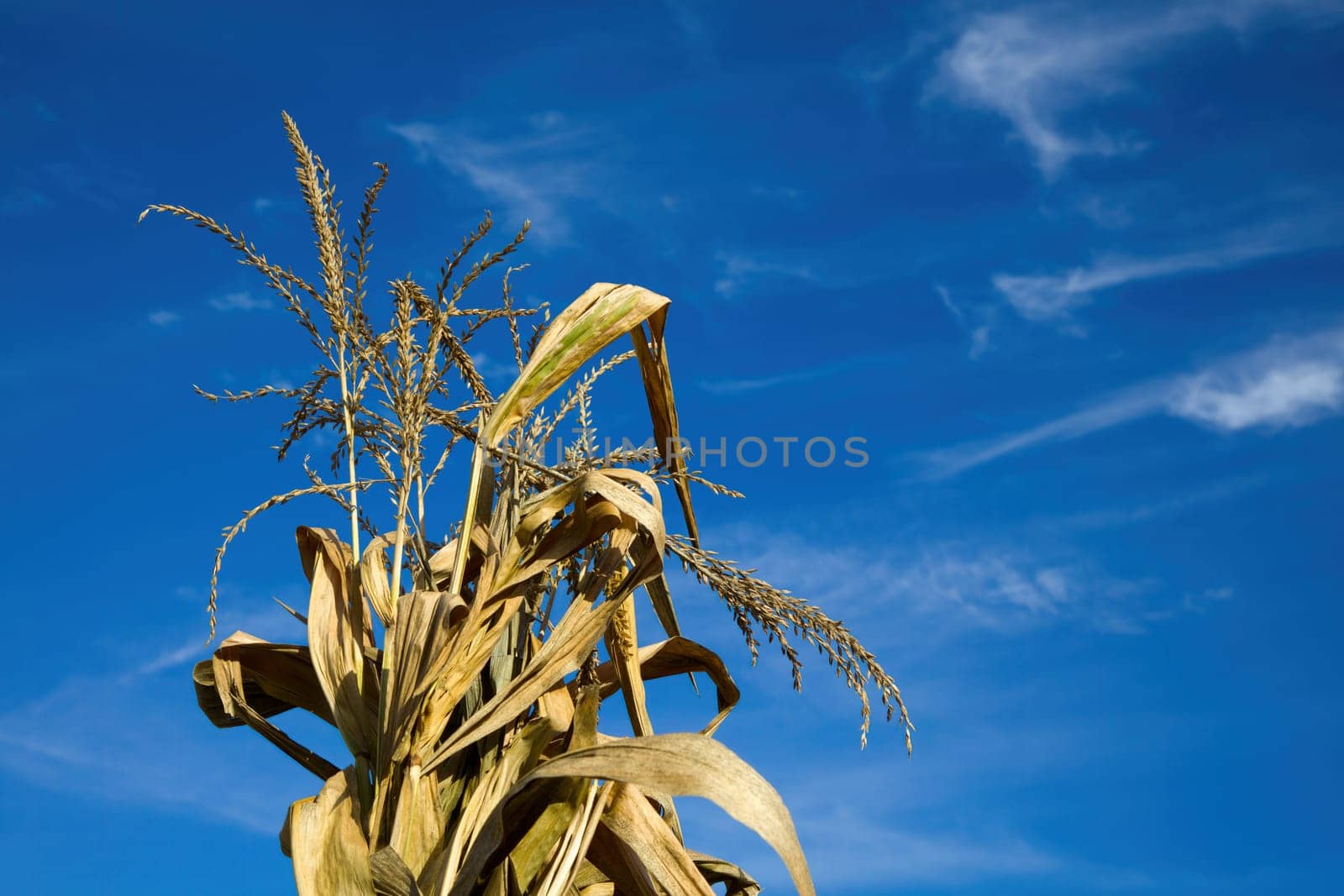 dry corn cereal gold plant with inflorescence tassel on blue sky agriculture harvesting