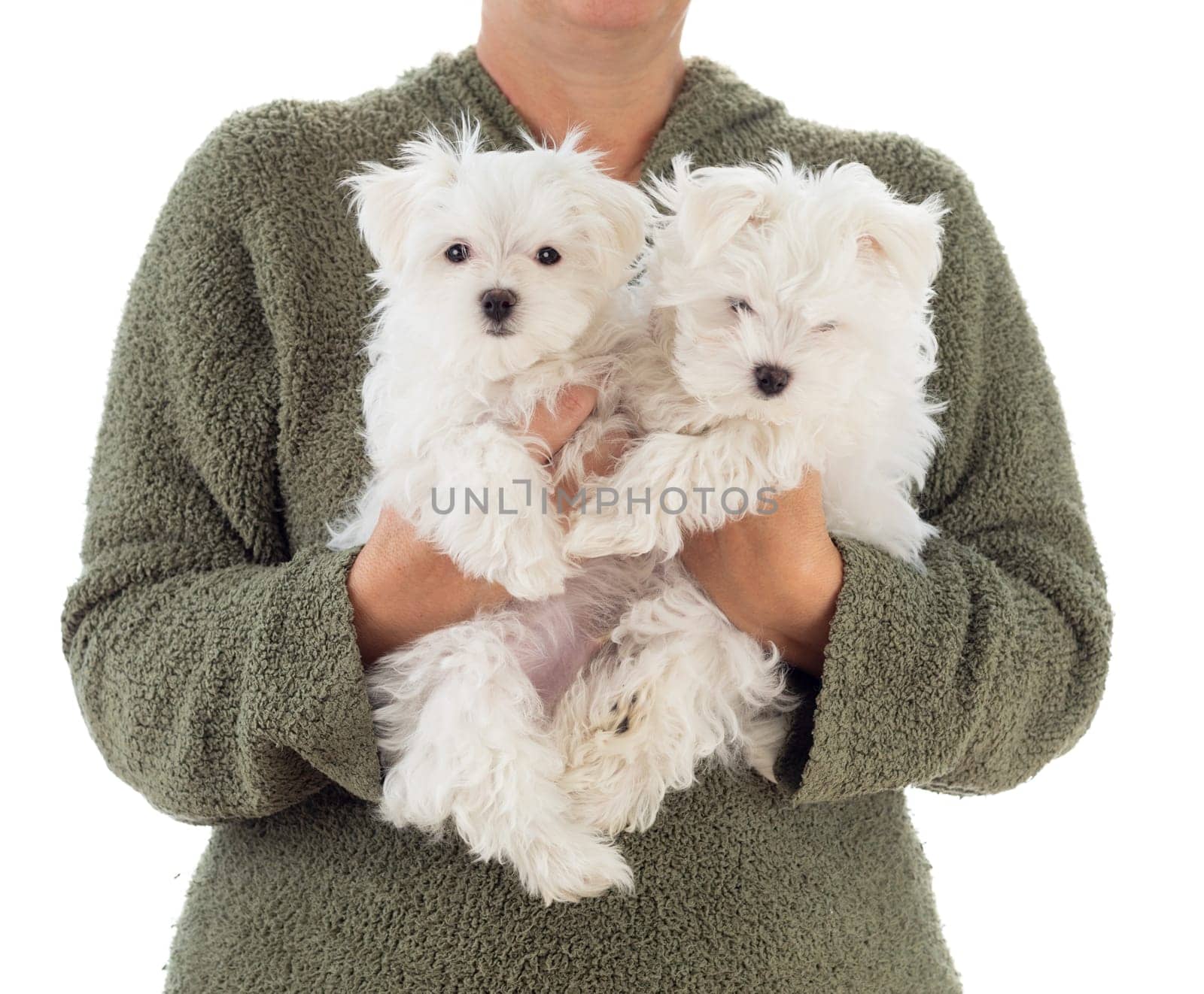 Woman Holding Two Young Maltese Puppies Isolated on White.