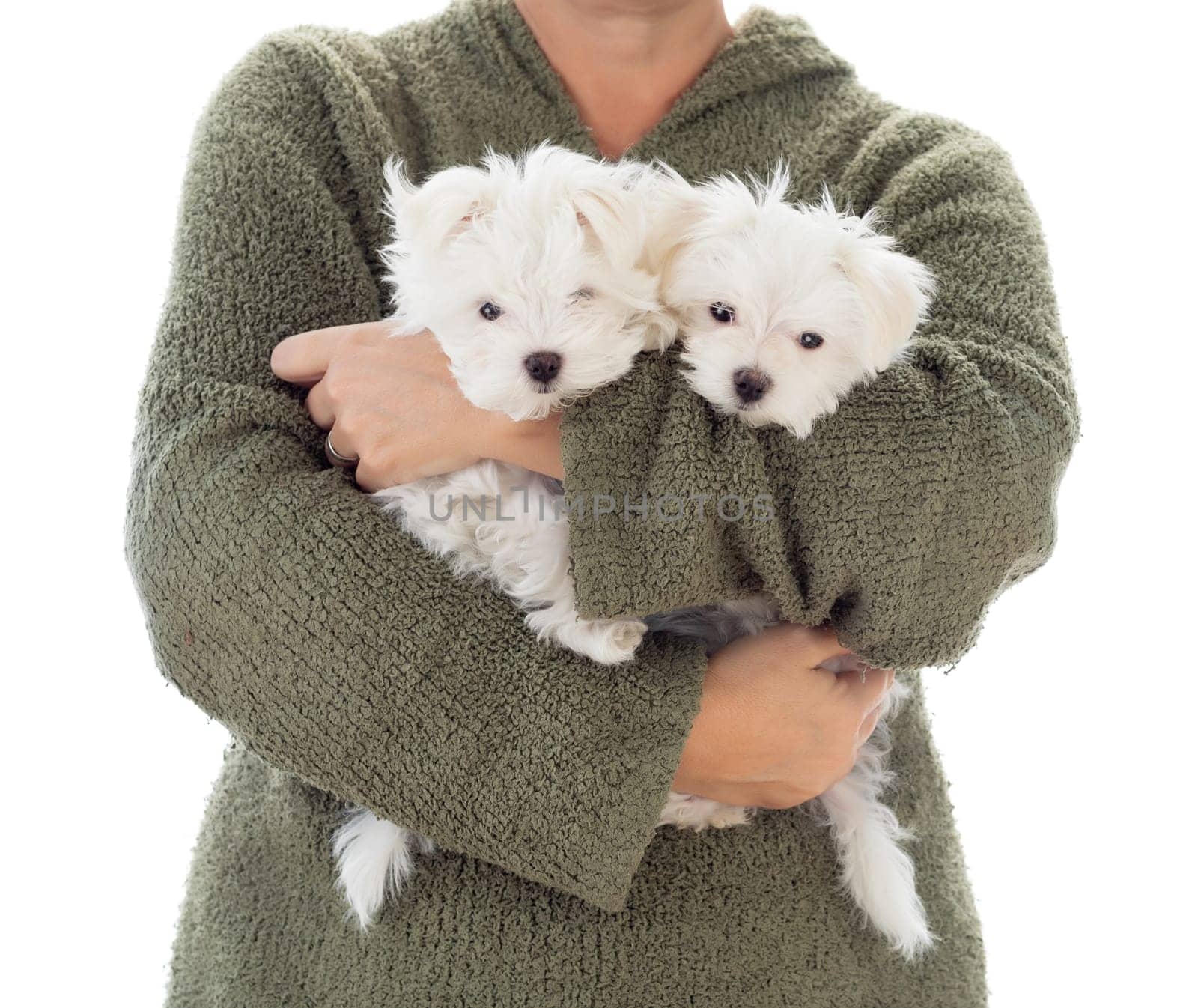 Woman Holding Two Young Maltese Puppies Isolated on White.