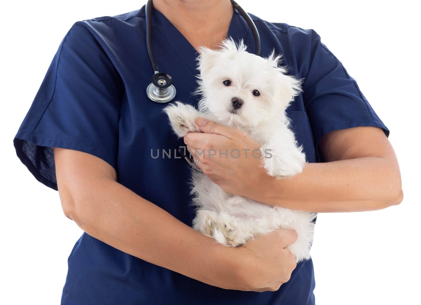 Female Veterinarian with Stethoscope Holding Young Maltese Puppy Isolated on White.