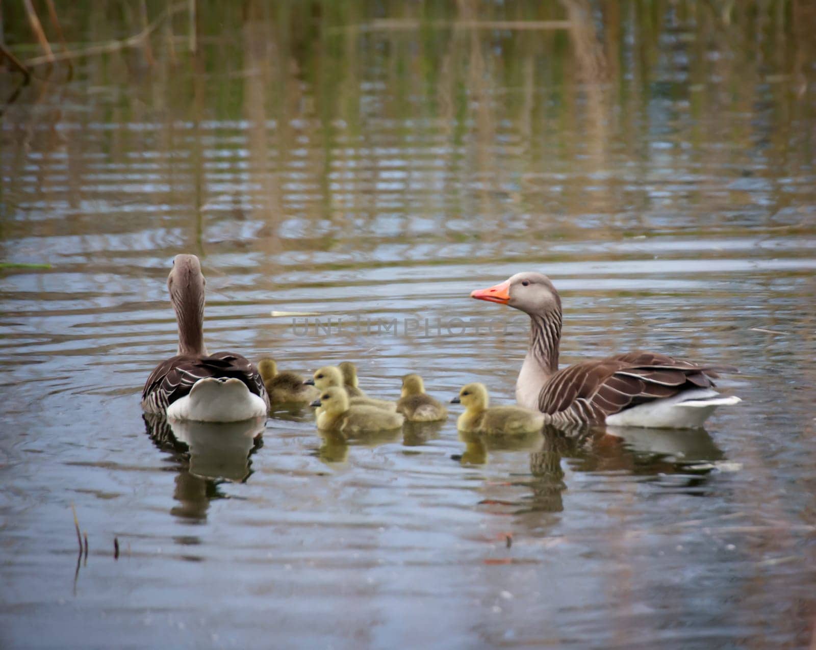 A family of gray geese at a village pond.