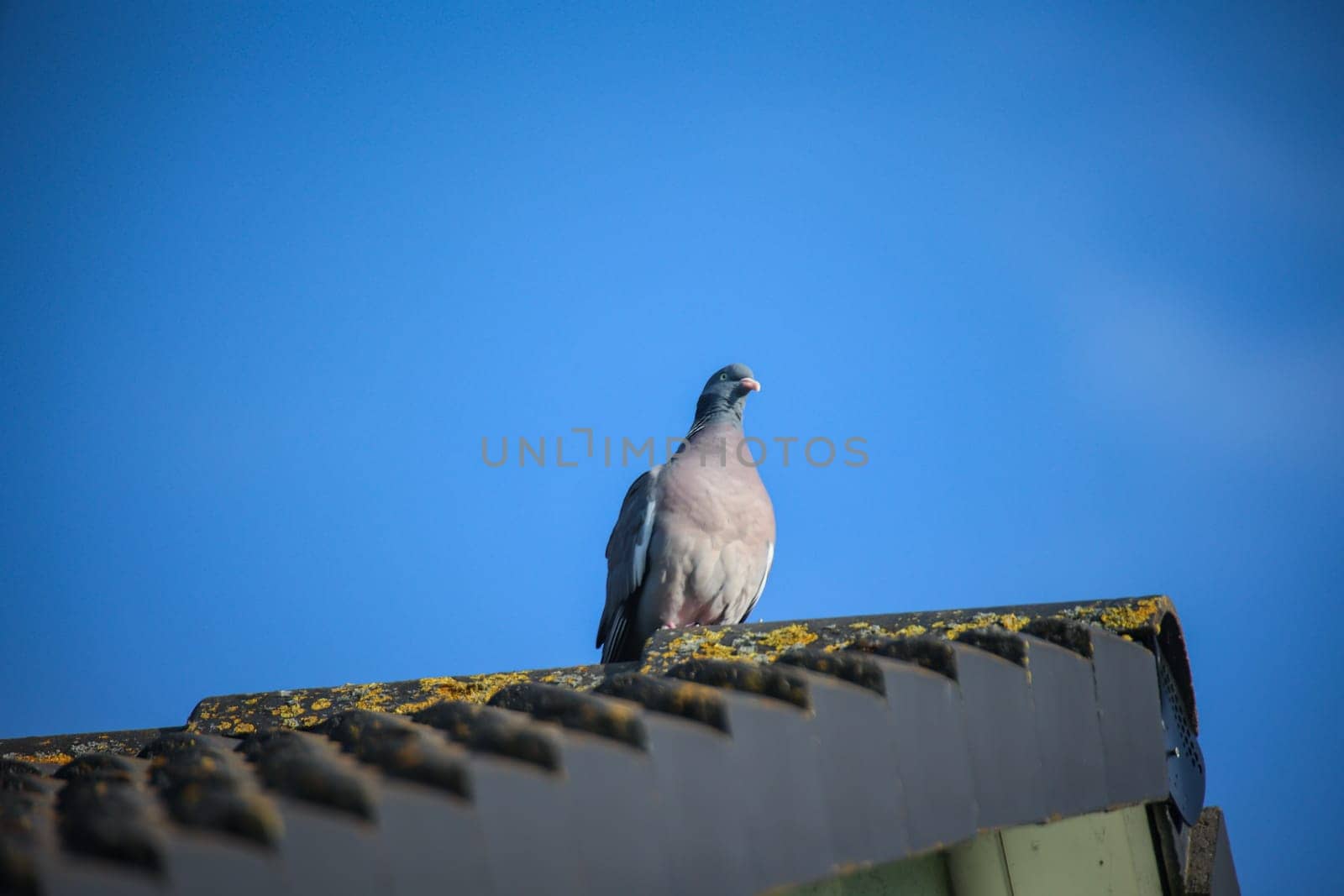 Portrait, shot of a pigeon in an urban area.