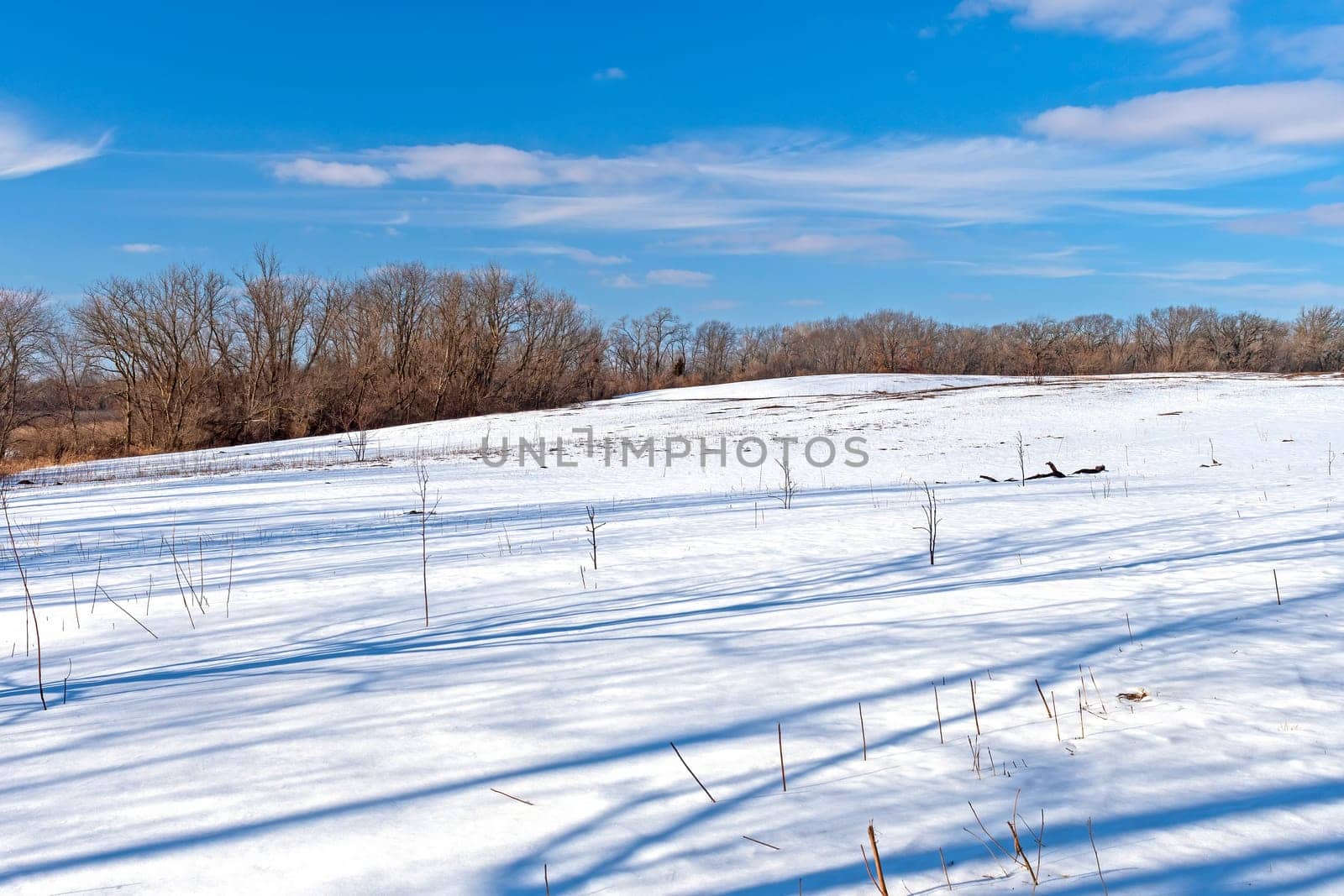 Quiet Shadows on a Winter Scene in the Volo Bog State Natural Area in Illinois