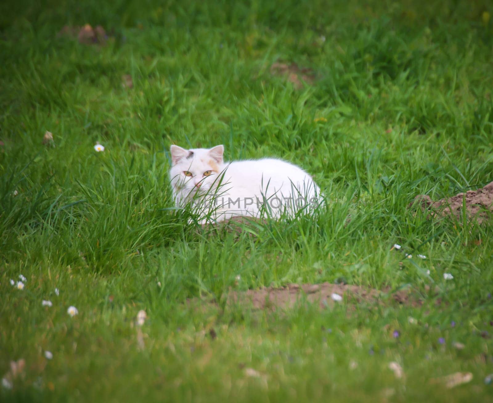 Portrait of a free village cat. A stroming cat.