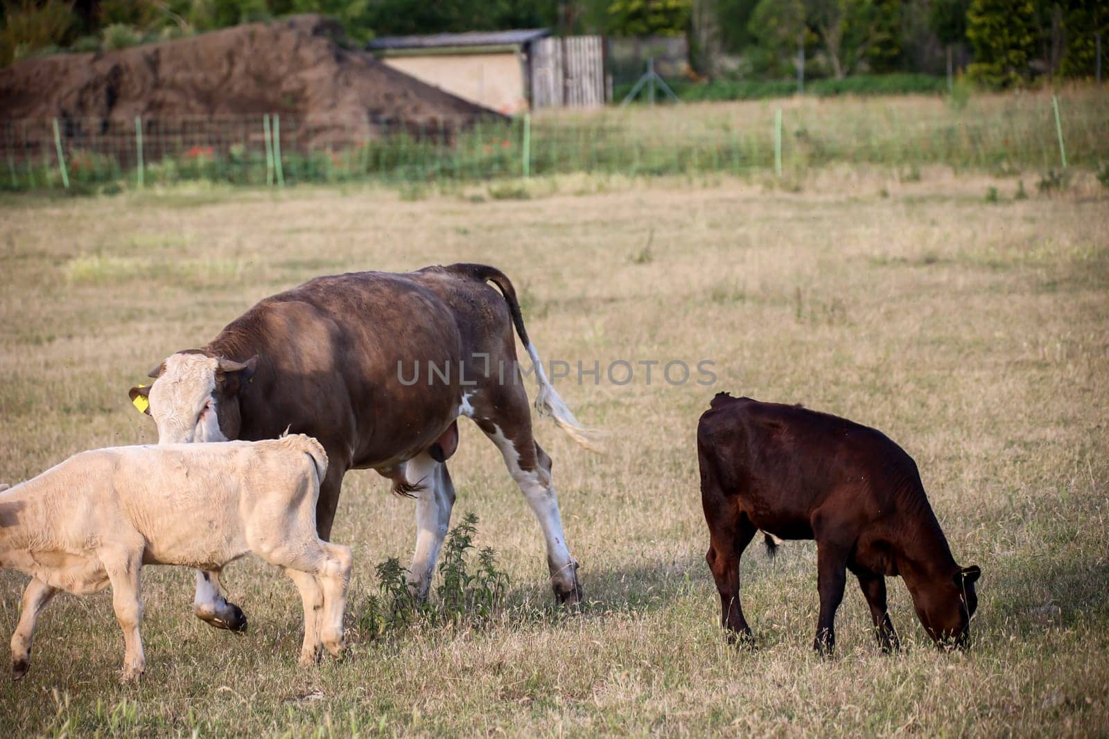 Calves and cows in a pasture, a paddock.