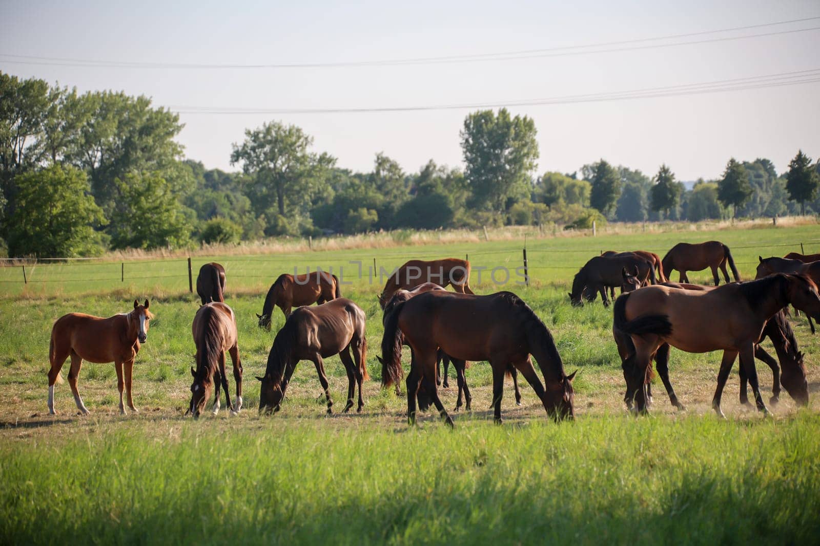 A herd of young horses in the paddock of a ranch.