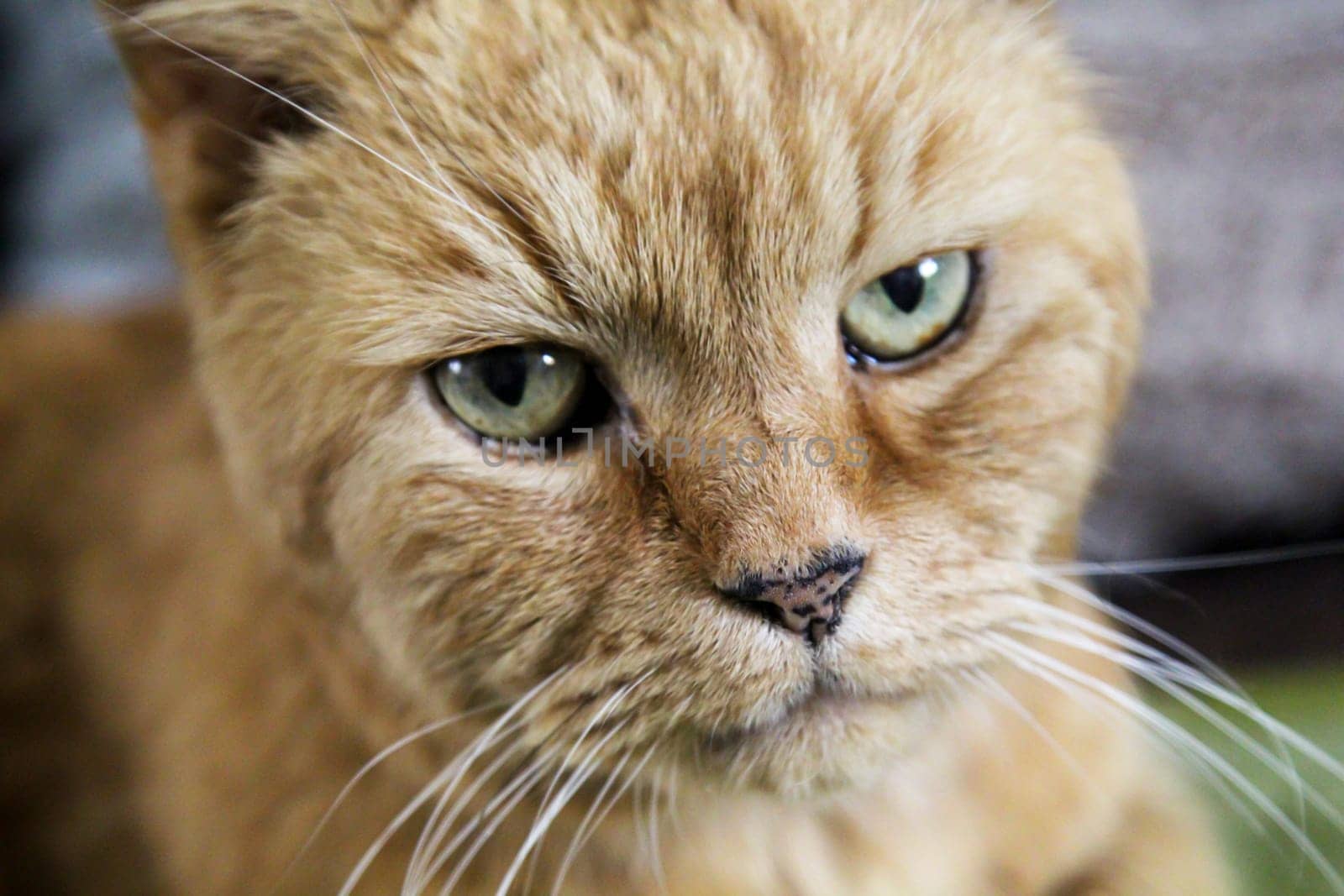Portrait of a free village cat. A stroming cat.