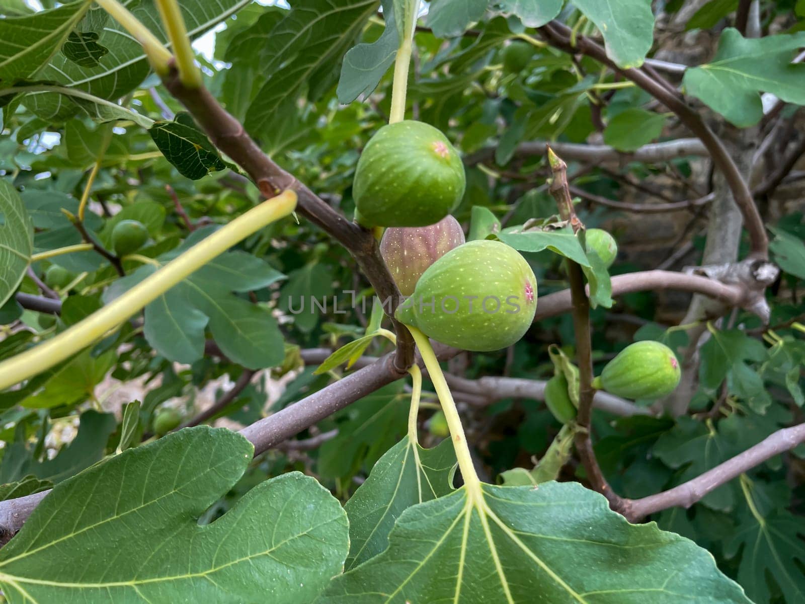 A fig tree with not yet ripe figs on the branches.