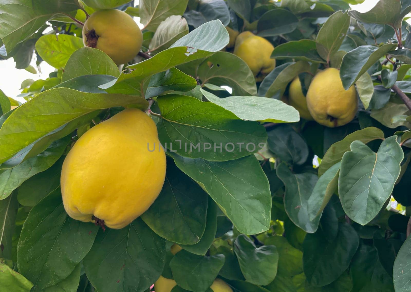 Many yellow quinces on a quince tree in autumn.