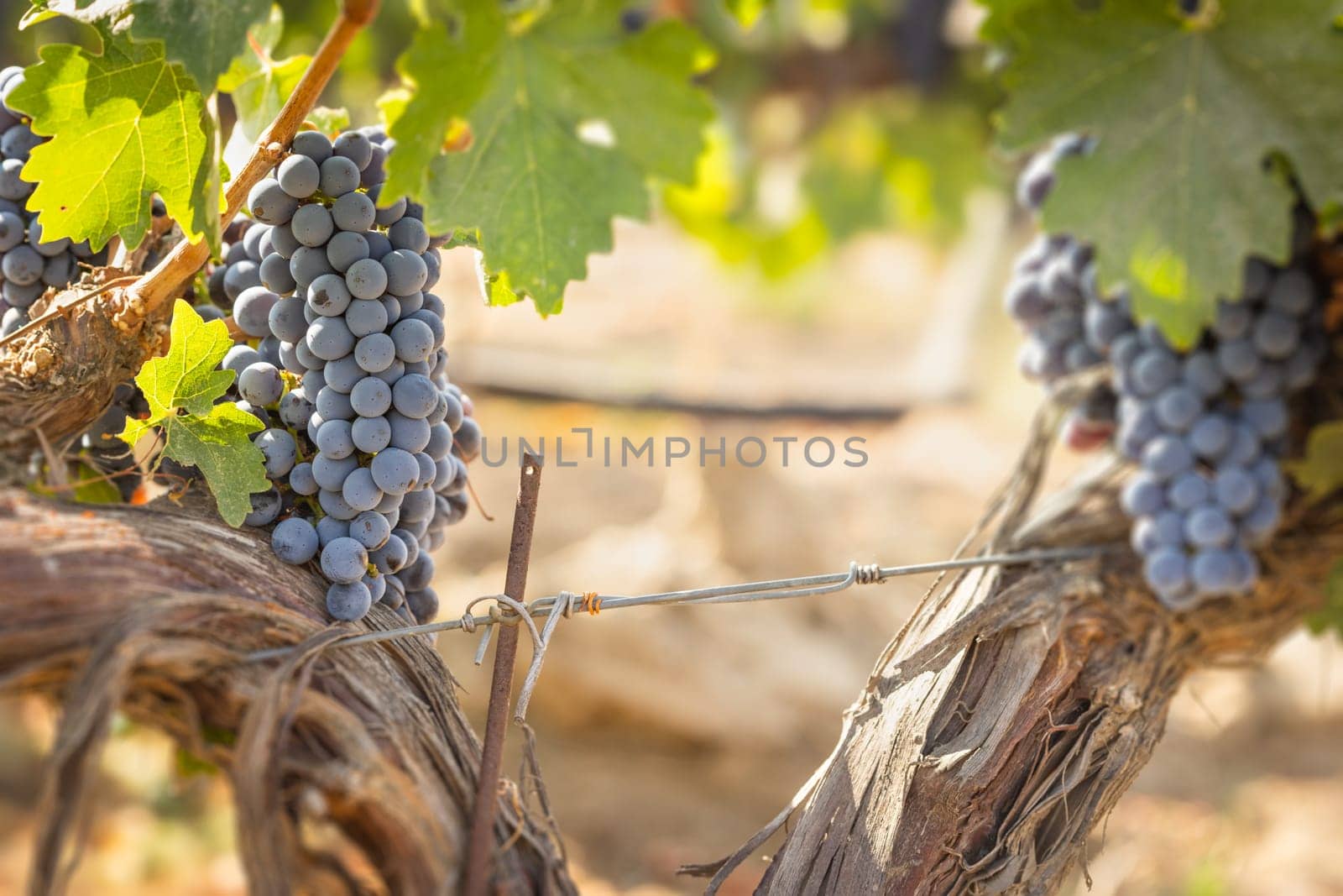 Beautiful Lush Wine Grape Bushels In The Vineyard