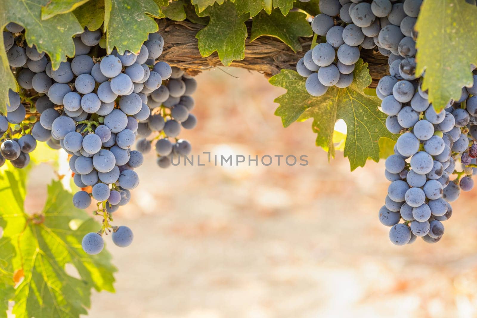 Beautiful Lush Wine Grape Bushels In The Vineyard