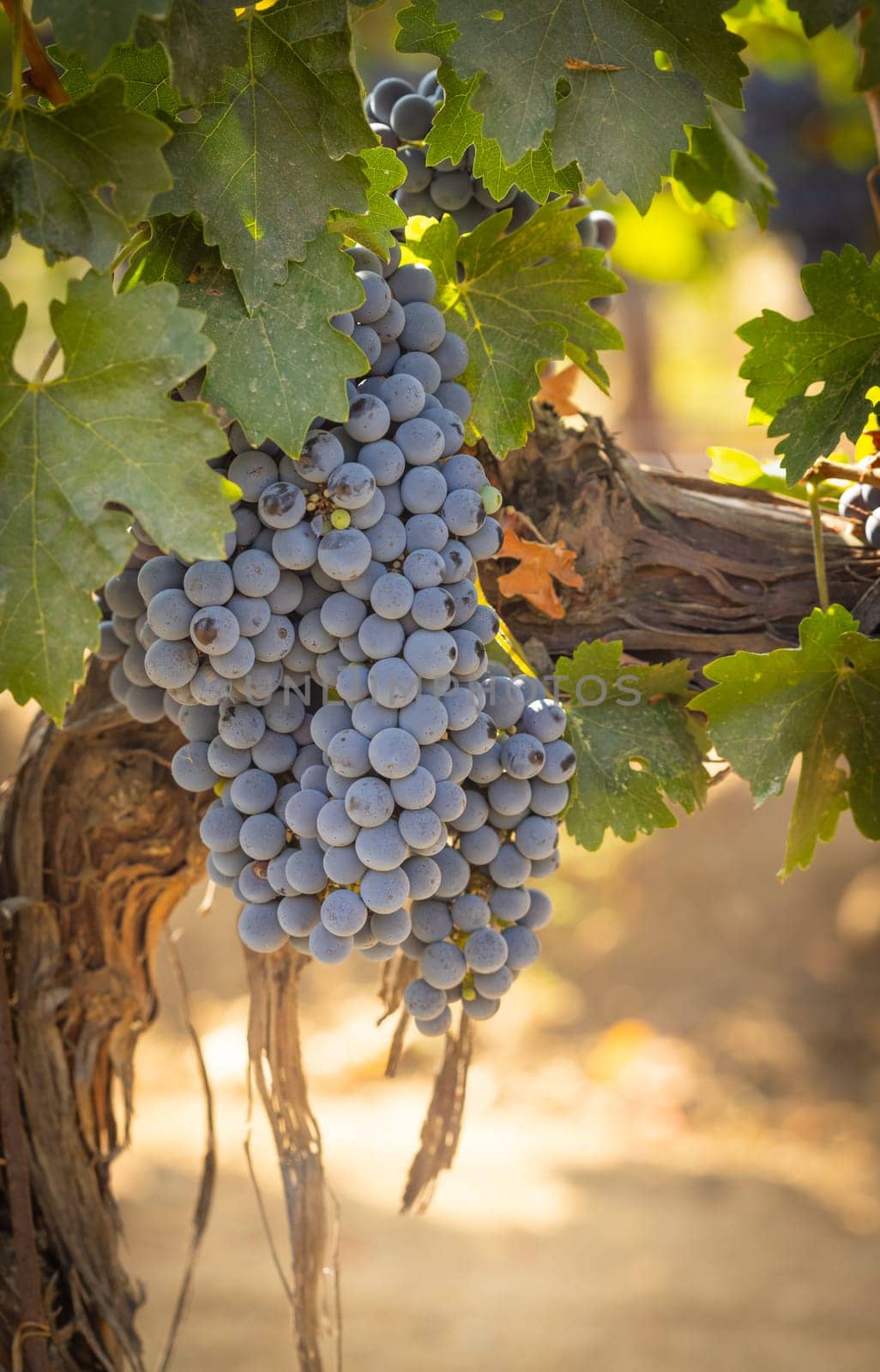 Beautiful Lush Wine Grape Bushels In The Vineyard