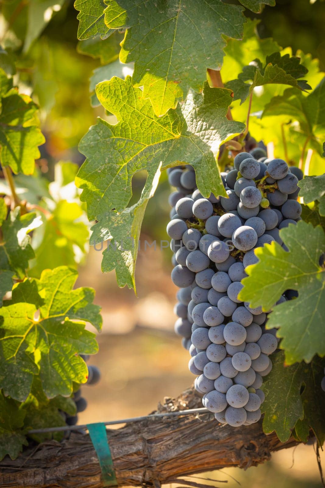 Beautiful Lush Wine Grape Bushels In The Vineyard