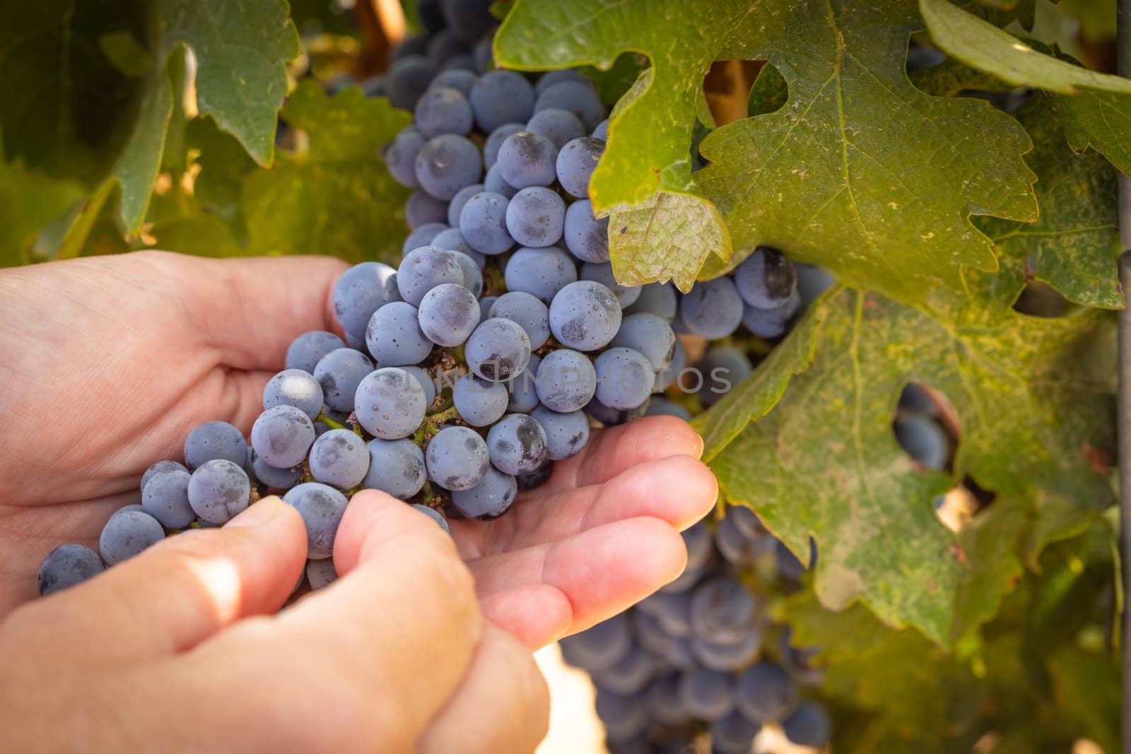 Female Farmer Hands Holding Bunch of Ripe Wine Grapes In The Vineyard.