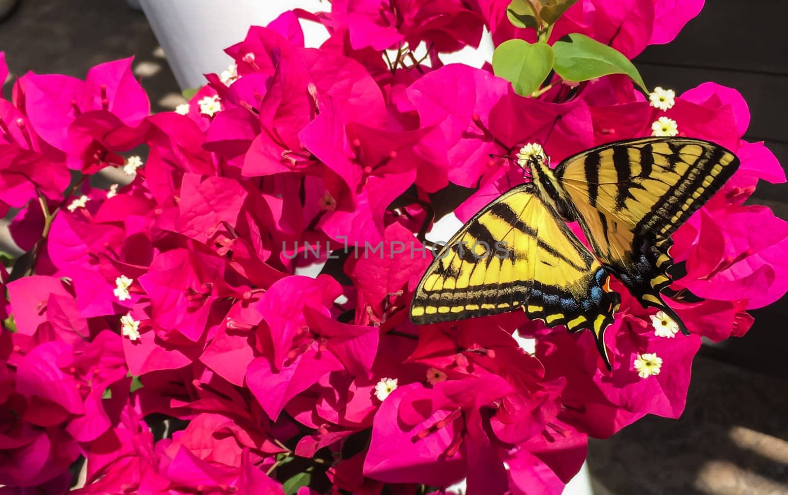 Beautiful Butterfly on Bougainvillea Plant