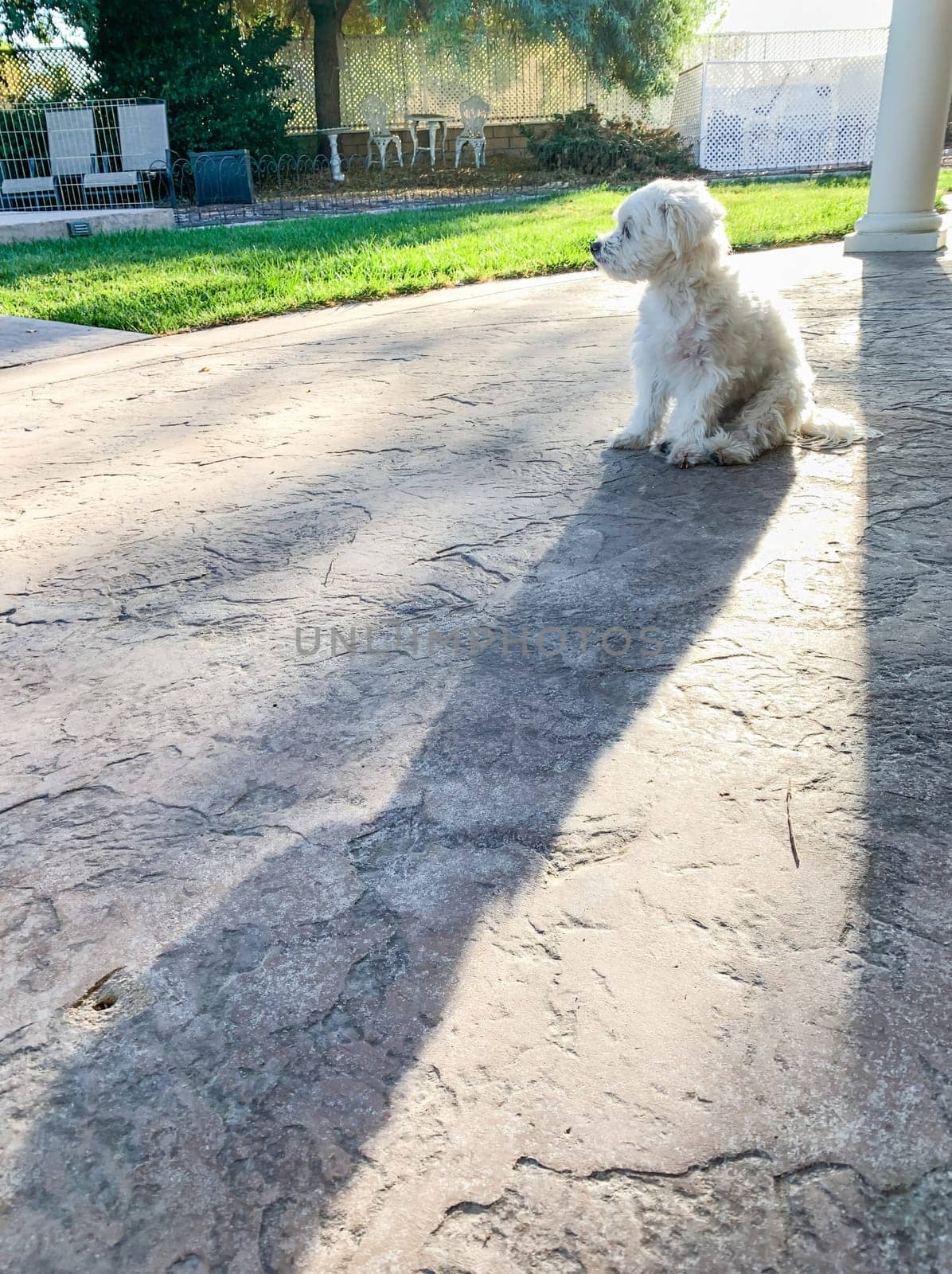 Cute Maltese Puppy Sitting on Patio in Back Yard of Home