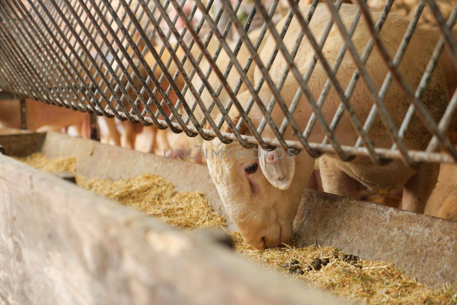 Several sheep are eating hay from a trough in a barn.