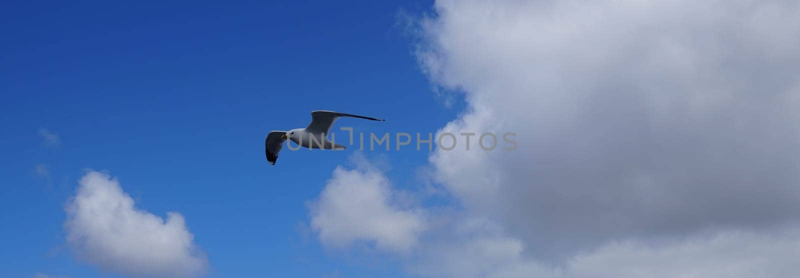 White seagull flies in front of blue sky with white clouds