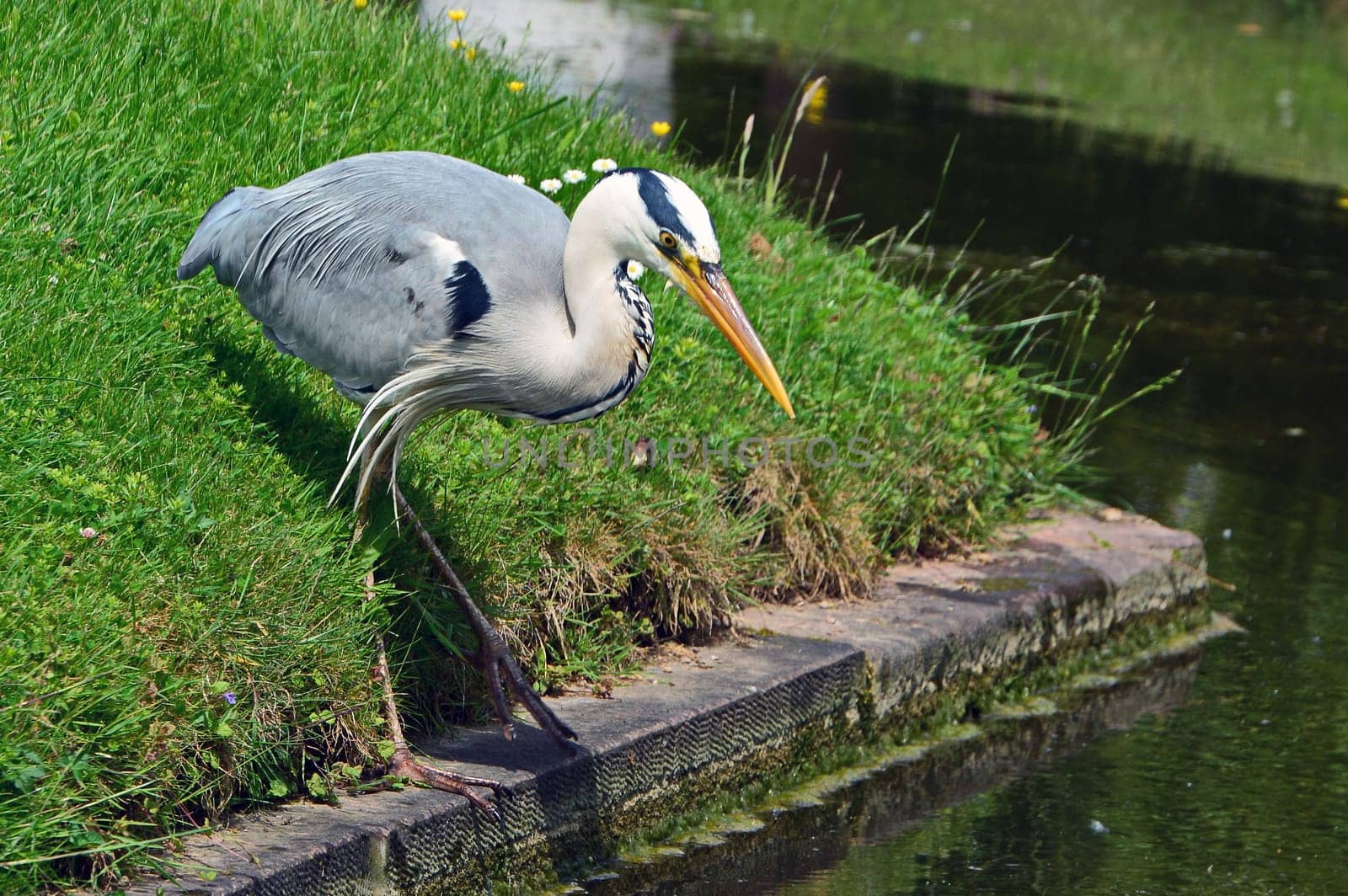 Grey heron