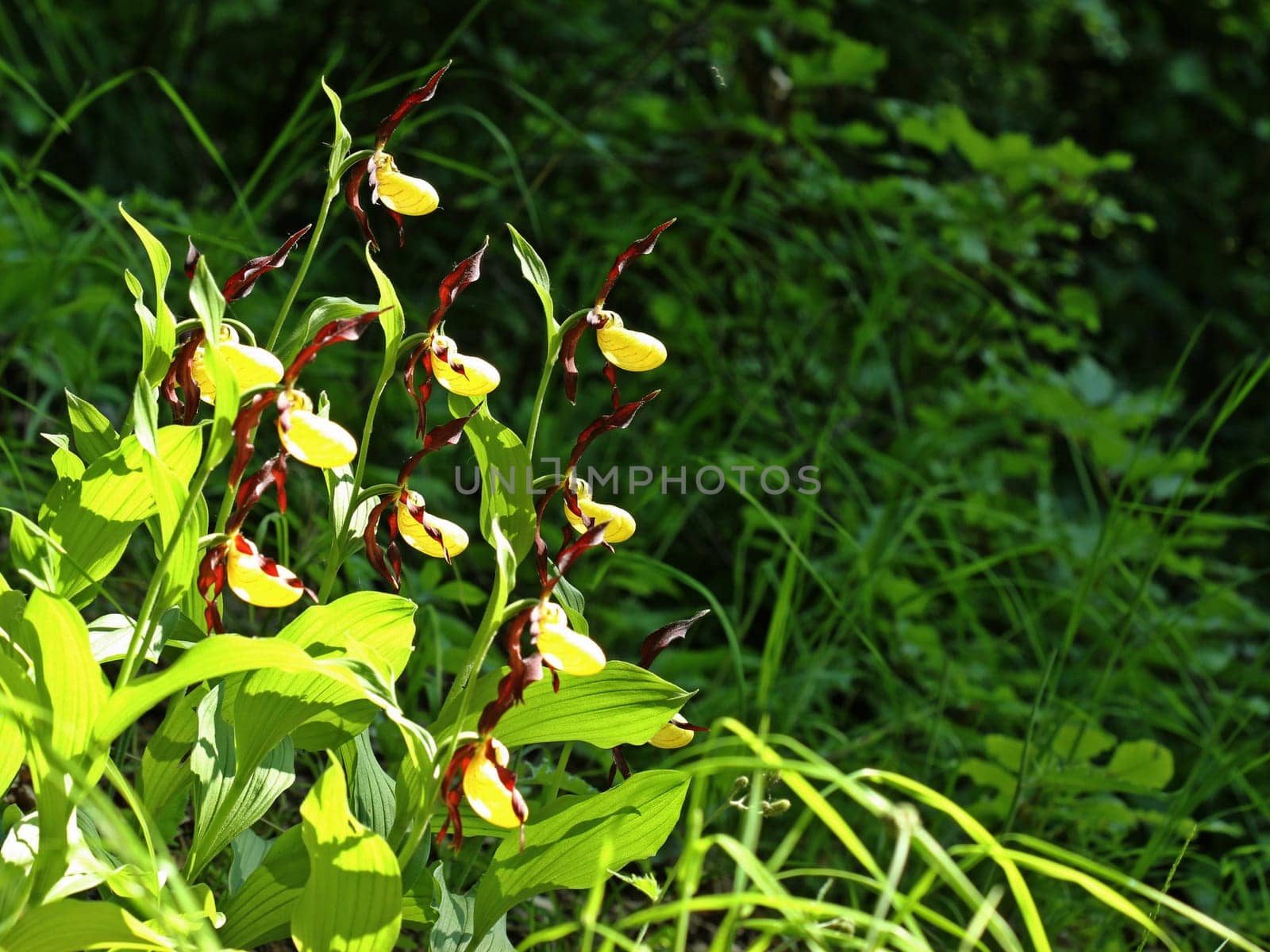 Yellow women's shoe (Cypripedium calceolus) in the backlight