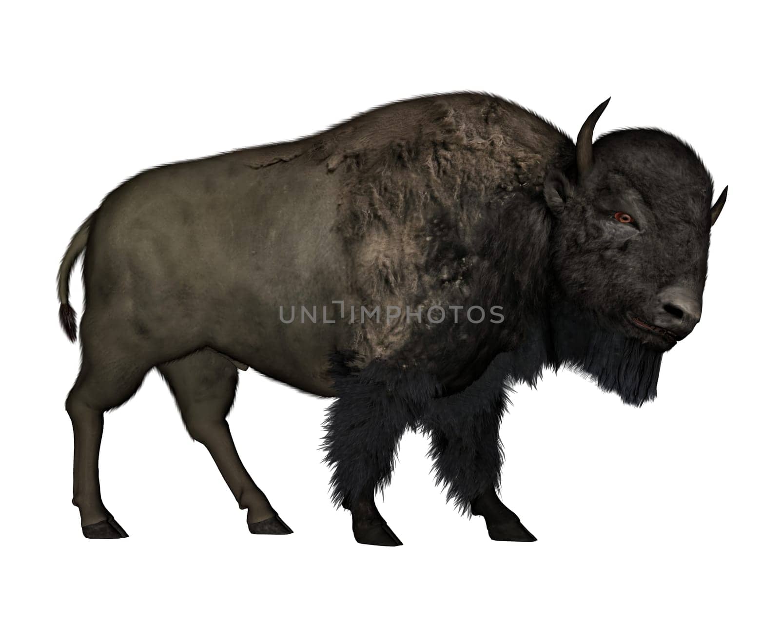 Bison walking isolated in white background - 3D render