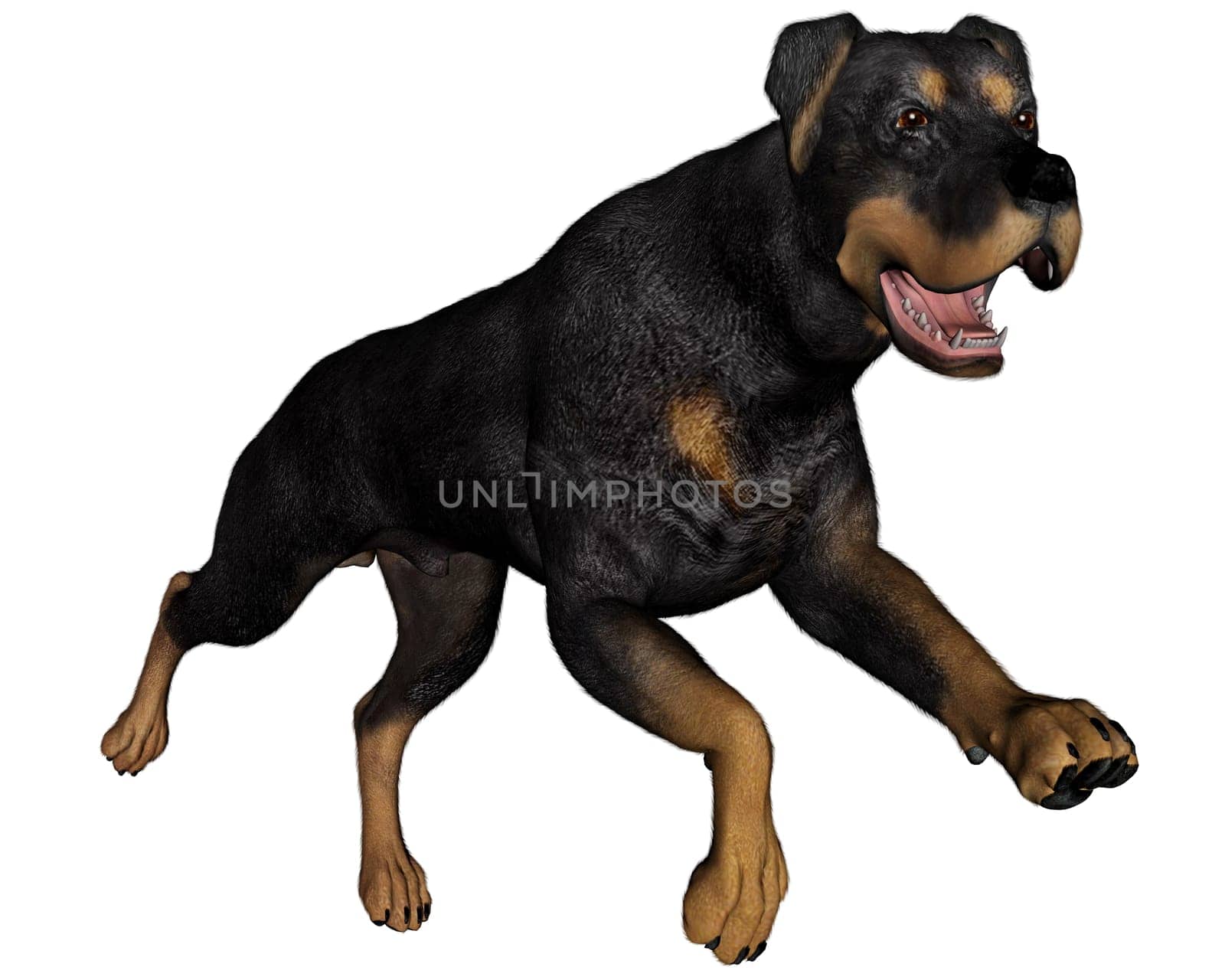 Rottweiller dog runnning isolated in white background - 3D render