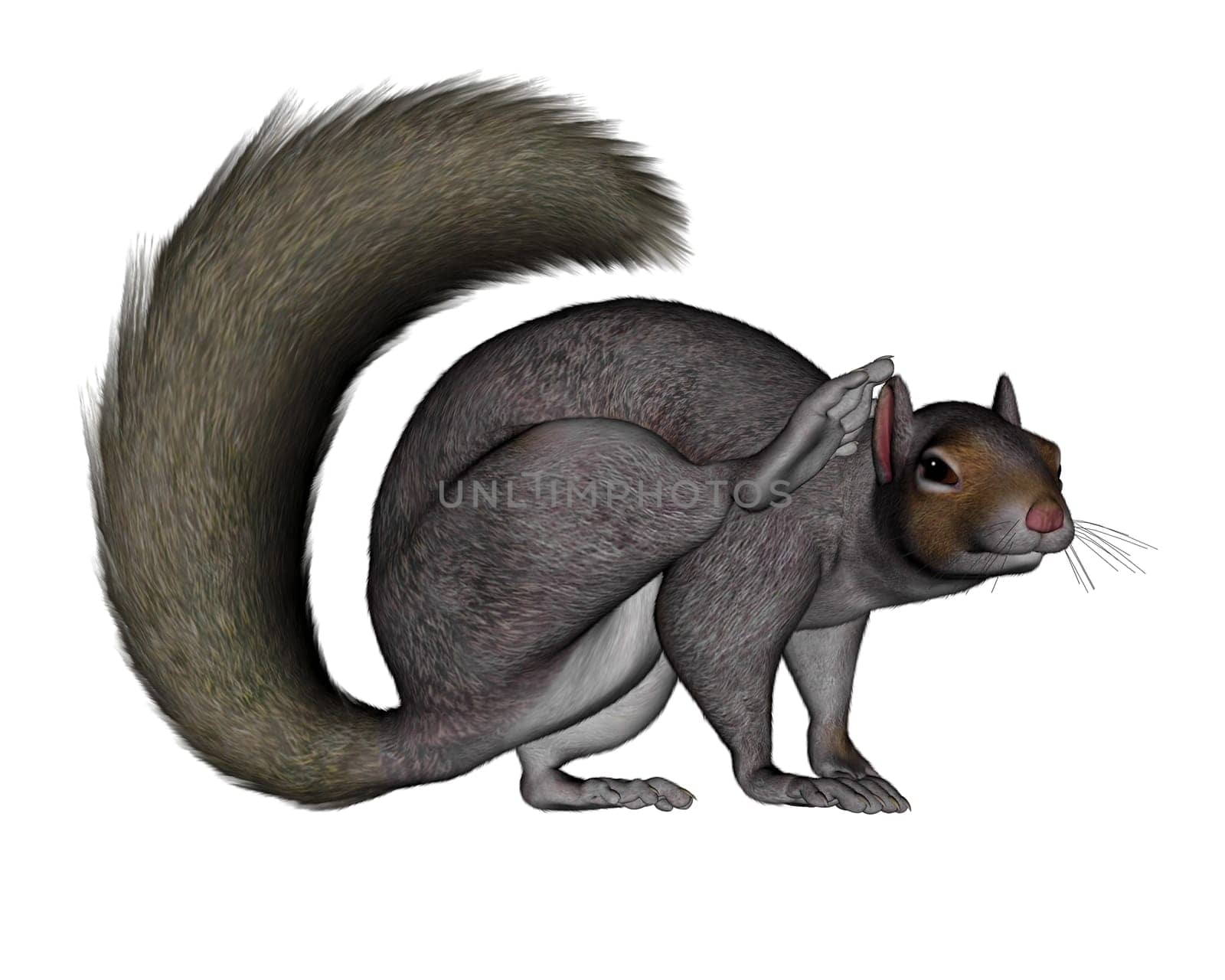 Squirrel scratching isolated in white background - 3D render