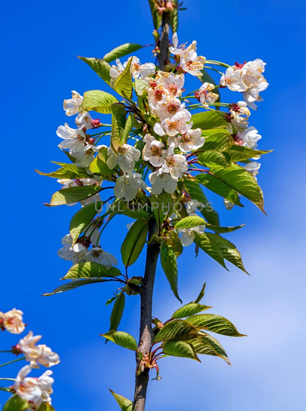 Wild, sweet, bird or gean cherry tree, prunus avium, flowers by beautiful day