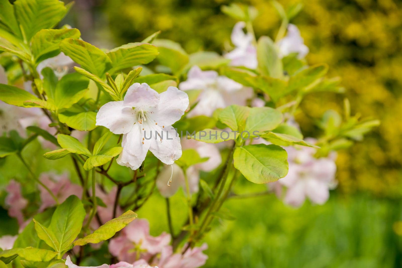 Bush of many delicate vivid pink flowers of azalea or Rhododendron plant in a sunny spring garden.Japanese pink Azalea flowers .