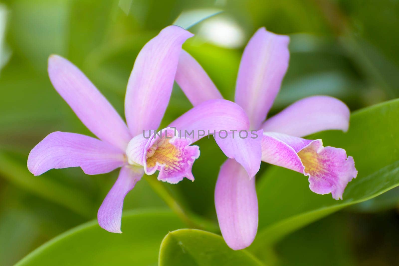 Cattleya is a genus of 113 species of orchids from Costa Rica and the Lesser Antilles south to Argentina. The genus was named in 1824 by John Lindley after William Cattley who received and was the first to bloom a specimen of Cattleya labiata.