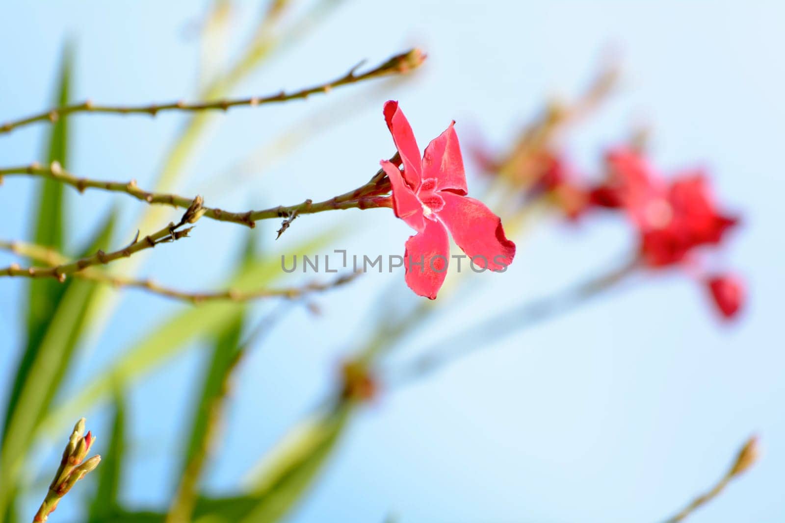 The flowers are pink. It's beautiful and very outstanding.