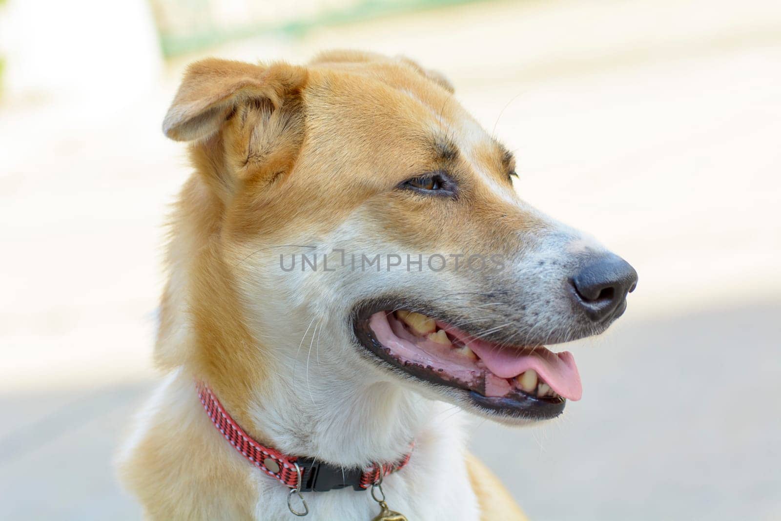 The dog is pet. The dog was the first domesticated animal and although it is said that the dog is man's best friend.