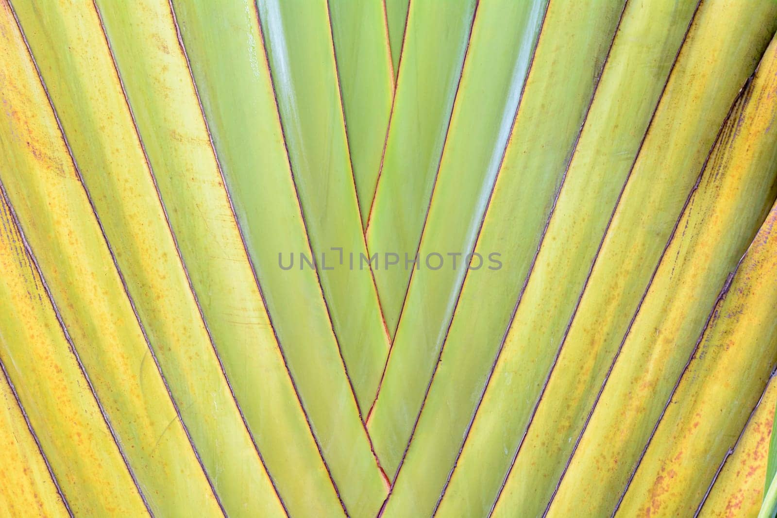 Ravenala is a plant that looks outstanding. Like palm leaves, banana stems ravenala a plant in the same family as the bird of paradise.