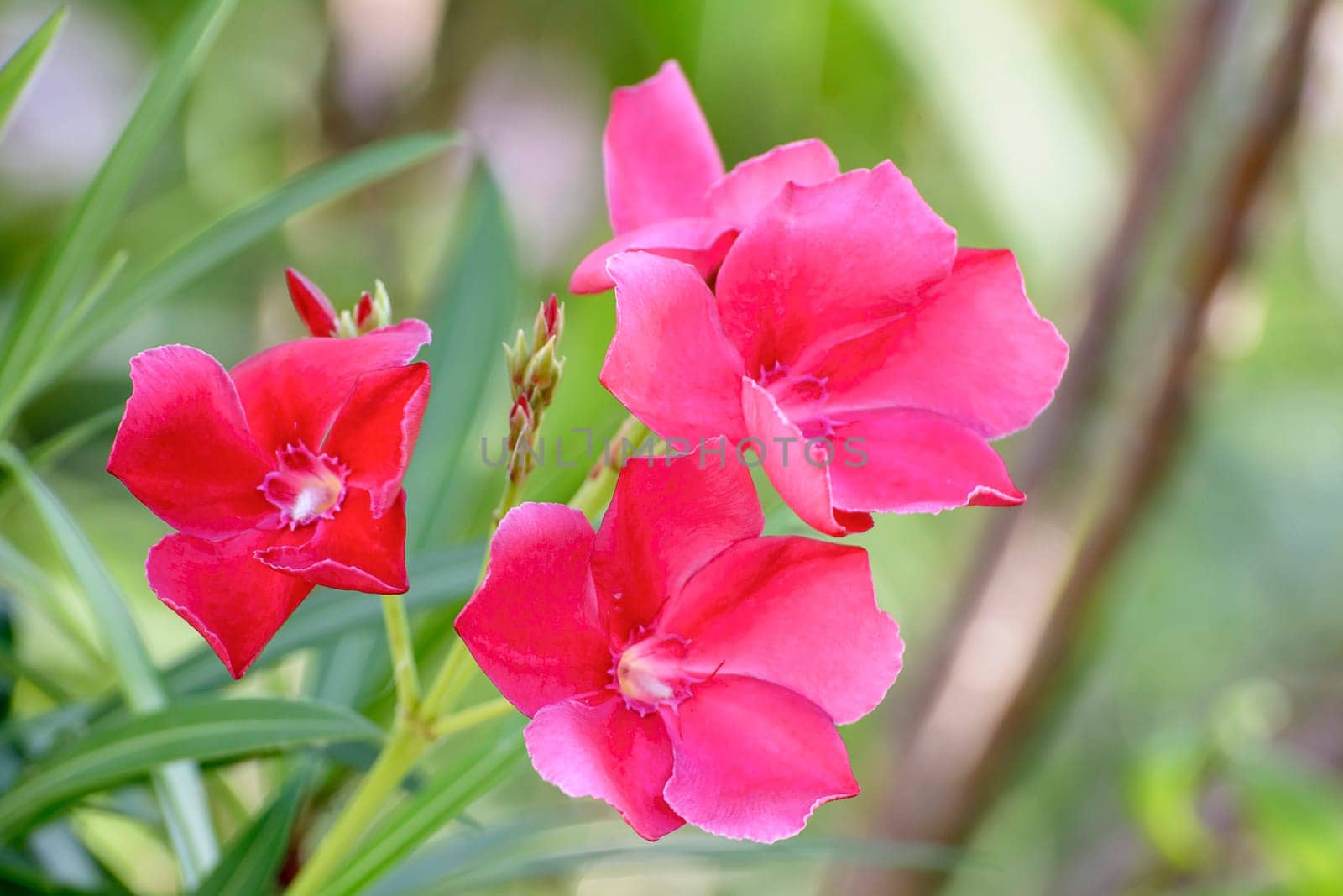 The flowers are pink. It's beautiful and very outstanding.
