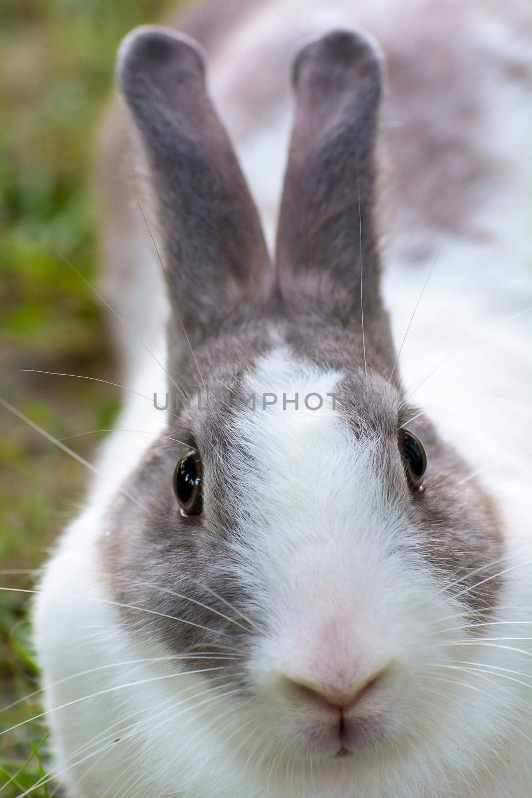 Rabbits are small mammals. Bunny is a colloquial name for a rabbit.