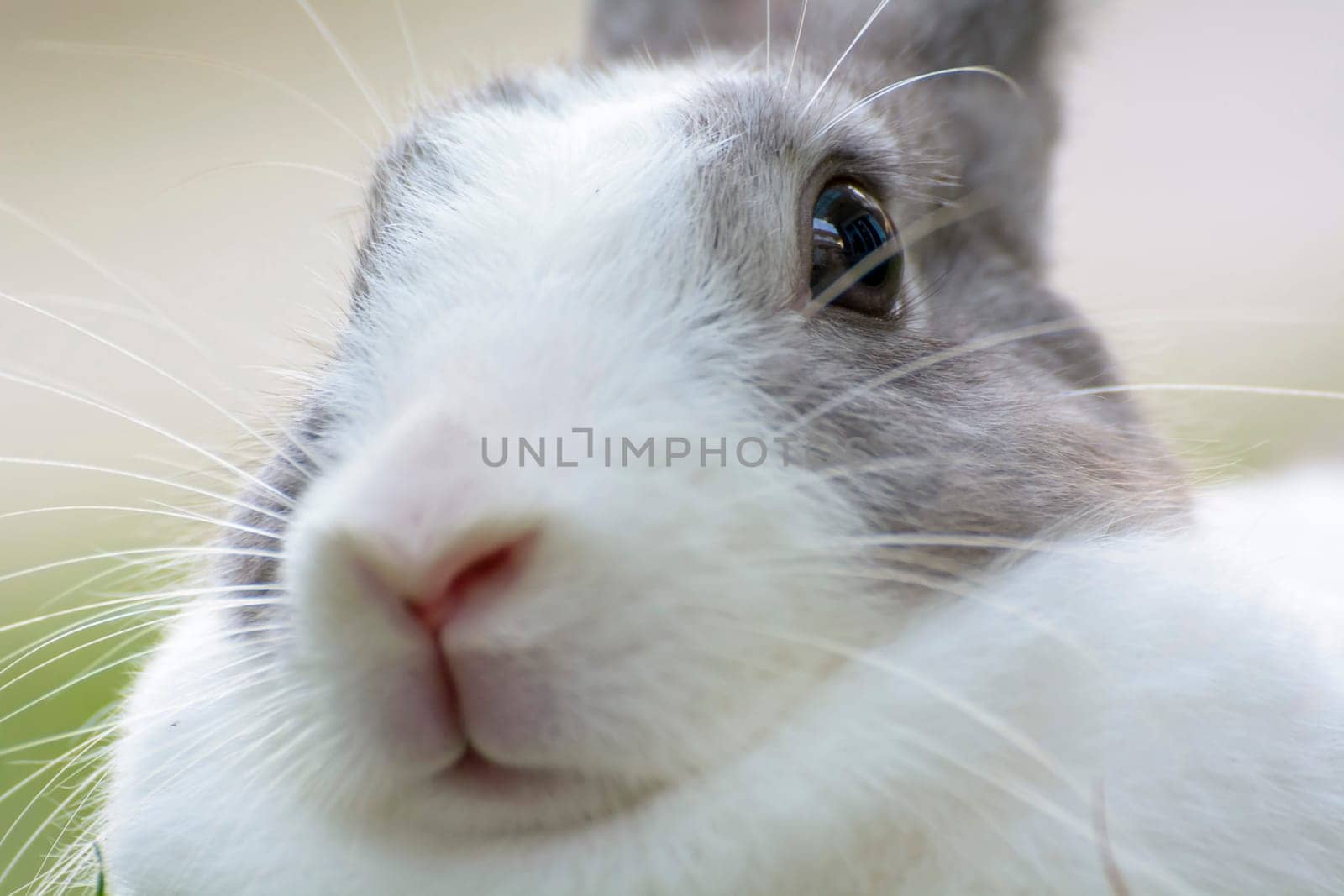 Rabbits are small mammals. Bunny is a colloquial name for a rabbit.