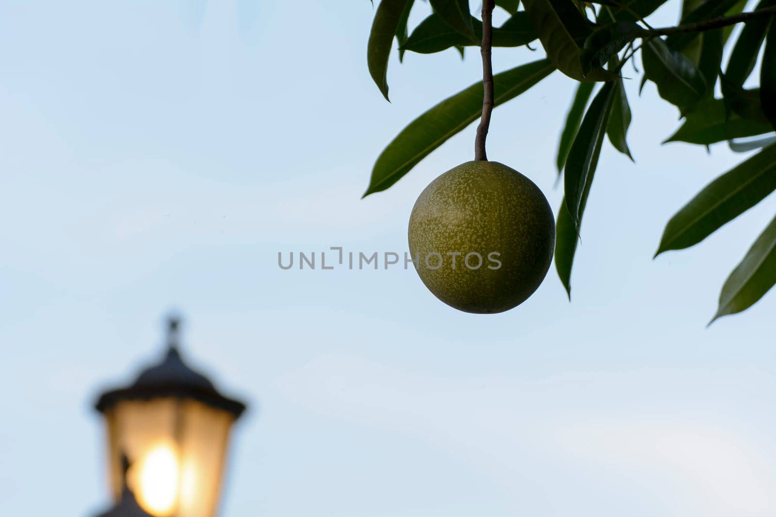 This picture is the fruit. It is art. It is feels lonely and beautiful.