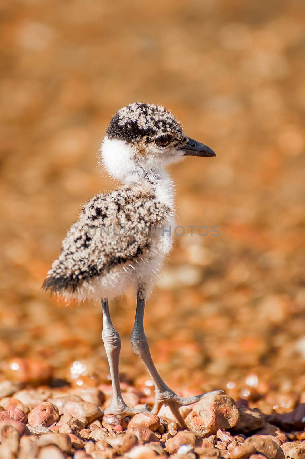 A baby kiwit chick stands on a pebble shore of an island inside Lake Victoria in  East Africa, and looking in the direction of the water right in front of it.