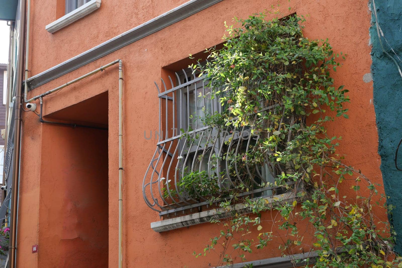 Climbing plants adorn a vibrant orange wall beside a window.