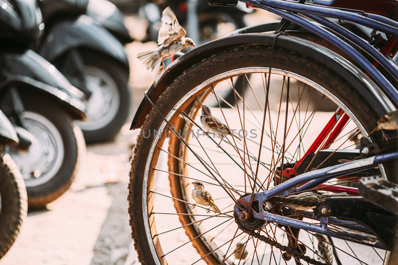 Goa, India. Close Up Of Bike Wheel Of Bicycle On Street.
