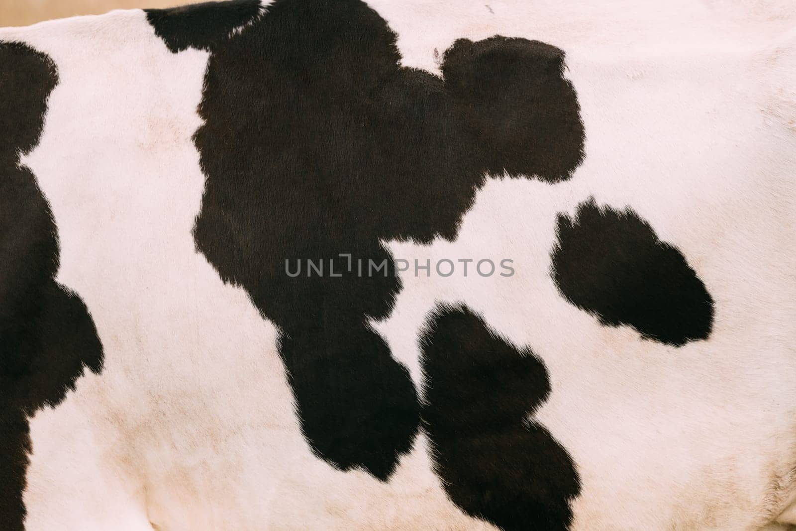 Close Up Skin With Black Spots of a Whitte Cow. Farm Animal.