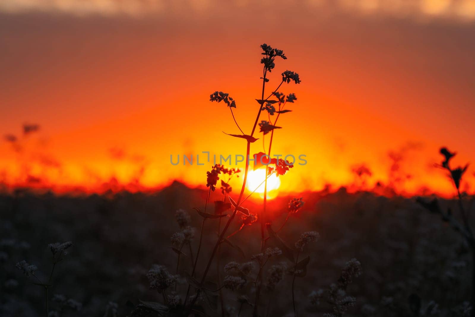 Summer Sun Shining Through Young Fagopyrum flowering plant Sprouts. Sunset Sunrise Sun. Close up. Green manure From Family Polygonaceae.