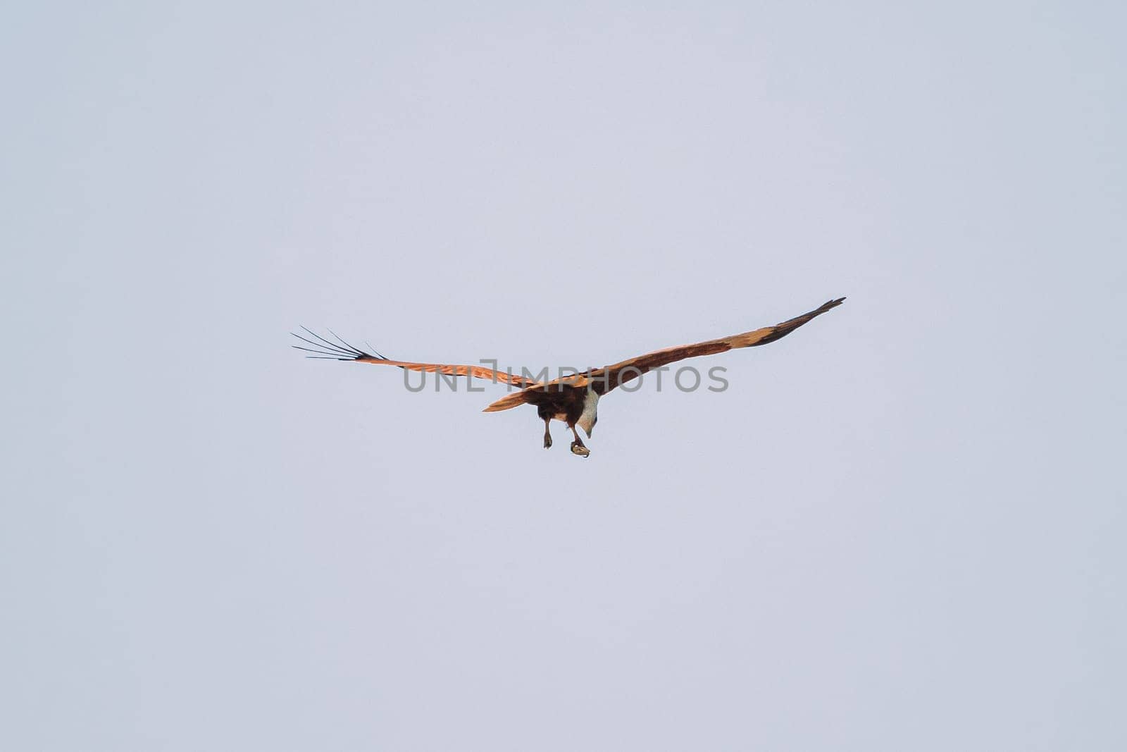 Goa, India. Brahminy Kite Throwing Crab In Flight In Blue Sky.